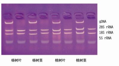 Total RNA Isolation from plants